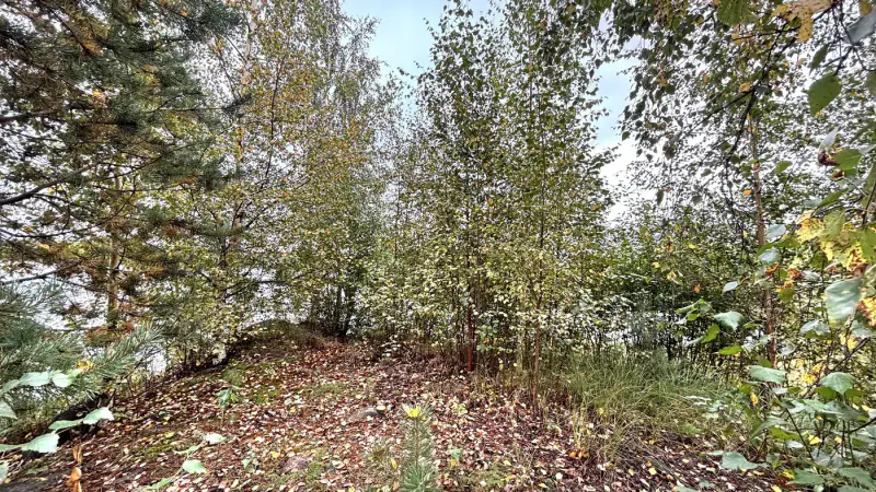 Terrain de loisir Kuotesjärvi — Alavus, 1,76 ha, ~100 m rive sable, droits 130 m² — 16