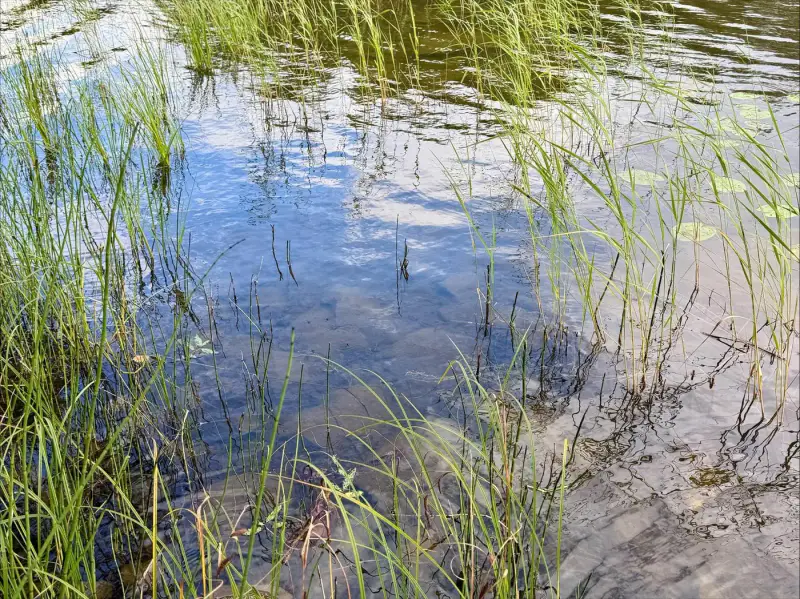 Määräala ~5 000 m² + saunamökki, 40 m rive Ruotsalainen — Asikkala — 9