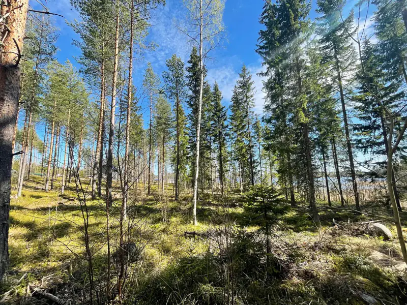 Deux emplacements RA au bord du Saimaa (Enonkoski) — 14