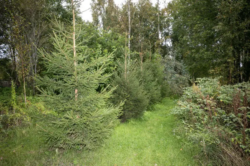 Maison bois ~240–300 m² (1975) + atelier ~100 m², 6 500 m², Eurajoki — Kiukainen / Eura — 8