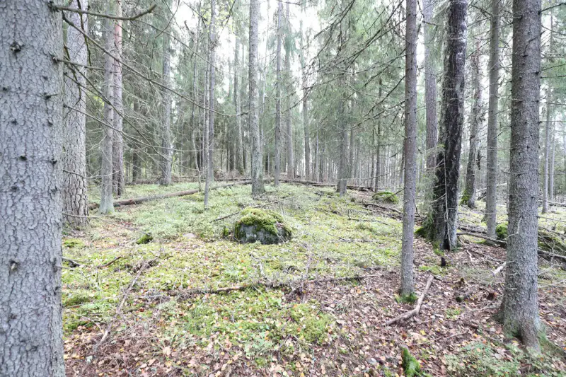 Terrain constructible ~4 000 m² (~40 m rive), Iso-Munakas — Katiskoski / Hämeenlinna — 13