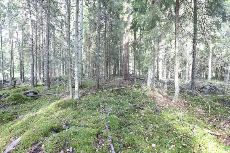 Terrain constructible ~4 000 m² (~40 m rive), Iso-Munakas — Katiskoski / Hämeenlinna — 18