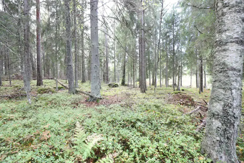 Terrain constructible ~4 000 m² (~40 m rive), Iso-Munakas — Katiskoski / Hämeenlinna — 15