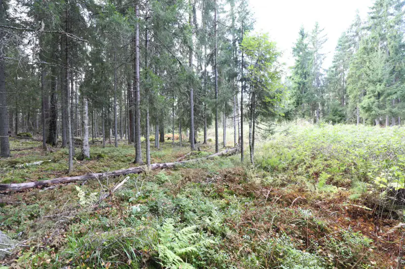 Terrain constructible ~4 000 m² (~40 m rive), Iso-Munakas — Katiskoski / Hämeenlinna — 14