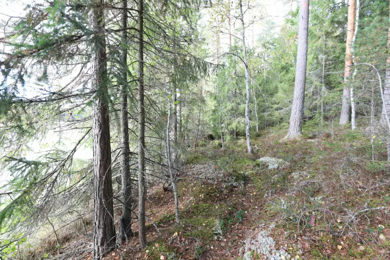 Terrain constructible ~4 000 m² (~40 m rive), Iso-Munakas — Katiskoski / Hämeenlinna — 16