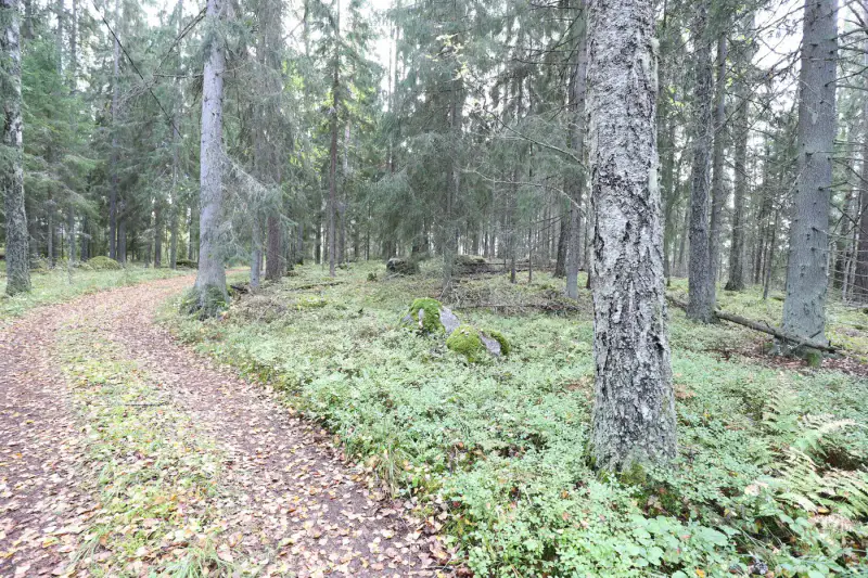 Terrain constructible ~4 000 m² (~40 m rive), Iso-Munakas — Katiskoski / Hämeenlinna — 12
