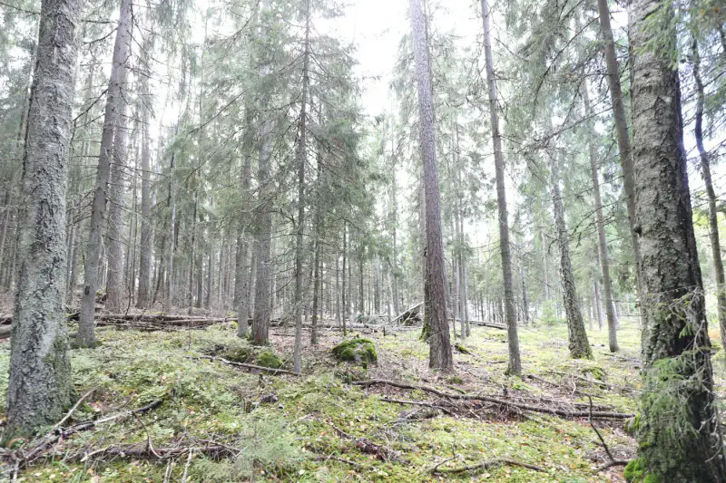 Terrain constructible ~4 000 m² (~40 m rive), Iso-Munakas — Katiskoski / Hämeenlinna — 11