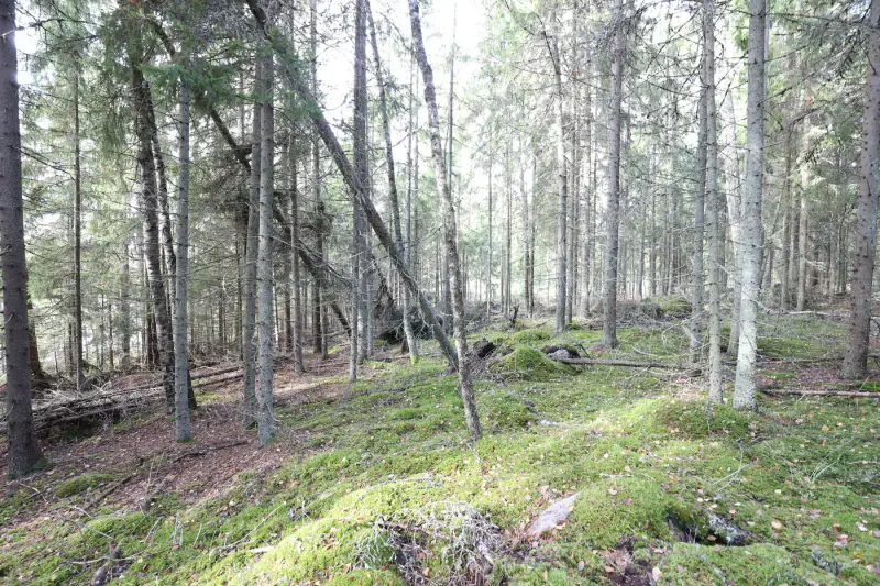 Terrain constructible ~4 000 m² (~40 m rive), Iso-Munakas — Katiskoski / Hämeenlinna — 17