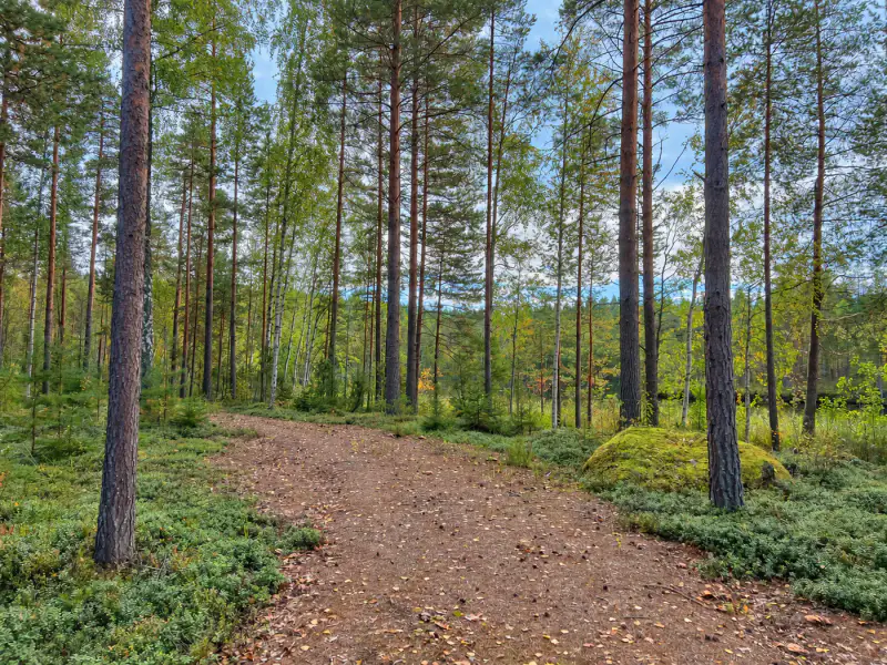 Terrain constructible ~1,9 ha, ~200 m rive ouest Puula, 350 k-m² — Suurenniemi / Hirvensalmi — 8
