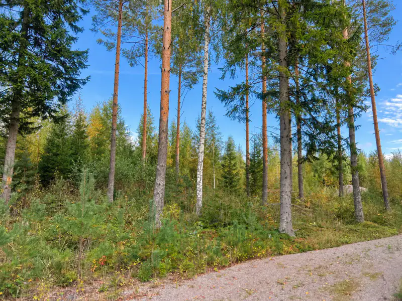 Terrain constructible ~1,9 ha, ~200 m rive ouest Puula, 350 k-m² — Suurenniemi / Hirvensalmi — 11