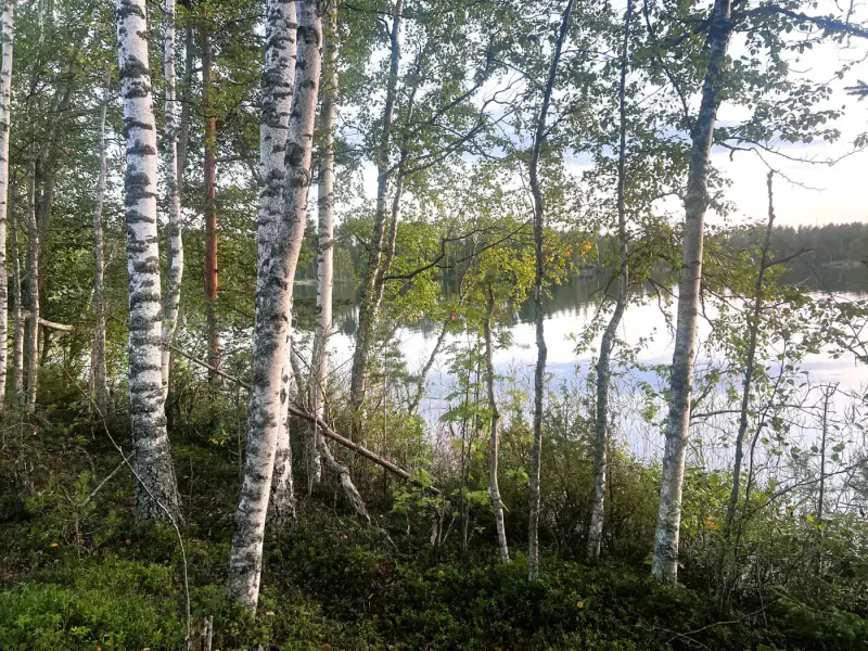 Terrain n°2 ~5 000 m², droit RA 250 k-m², rive ouest Puula / Ryökäsvesi — Lammasniemi / Hirvensalmi — 12