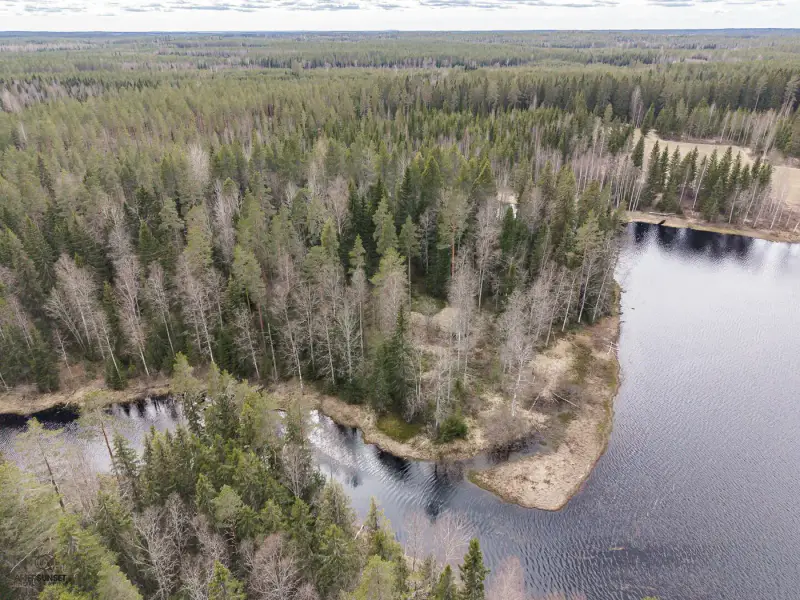 Terrain (määräala) Petäjäjärvi — Juhtimäki (Ikaalinen), ~0,3 ha, droits 100 m² — 5