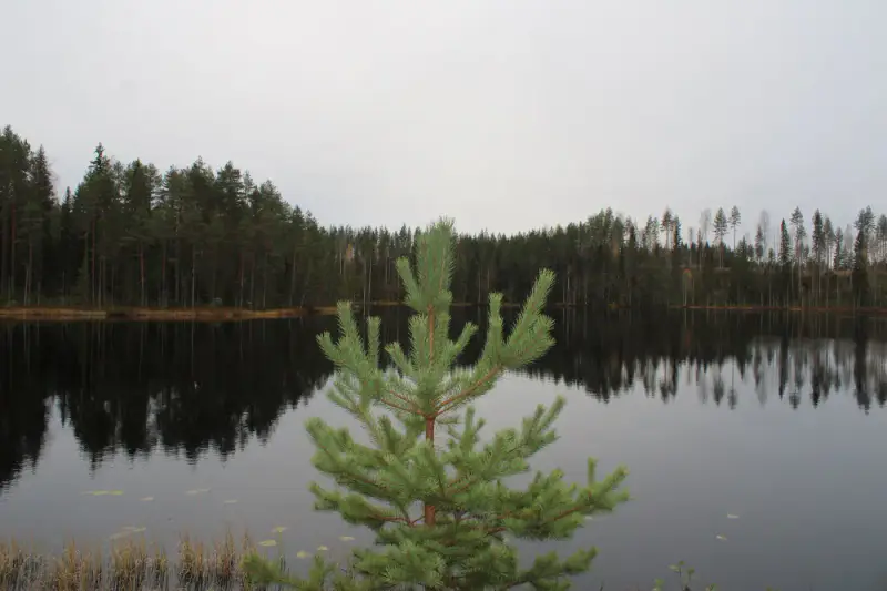 Mökki ~46 m² avec sauna, seul sur un étang poissonneux, 5 000 m² — Särkäntakanen / Mannervaara — 3