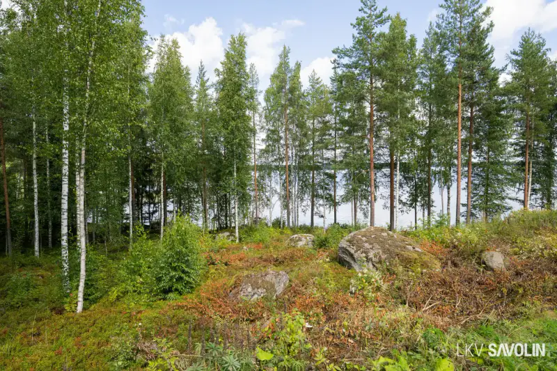 Terrain constructible 1 589 m², rive privée Leppävesi — Kaunisharju / Jyväskylä — 13