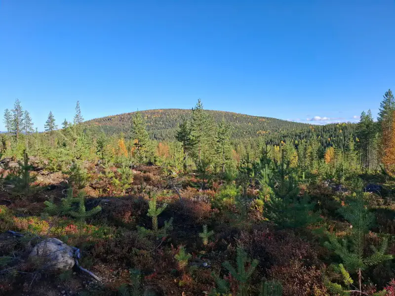 Mökki en rondins (vers 1988) + sauna, forêt 11,9 ha sur l’étang Alimmainen Hevoslampi — Suomu / Kemijärvi — 18