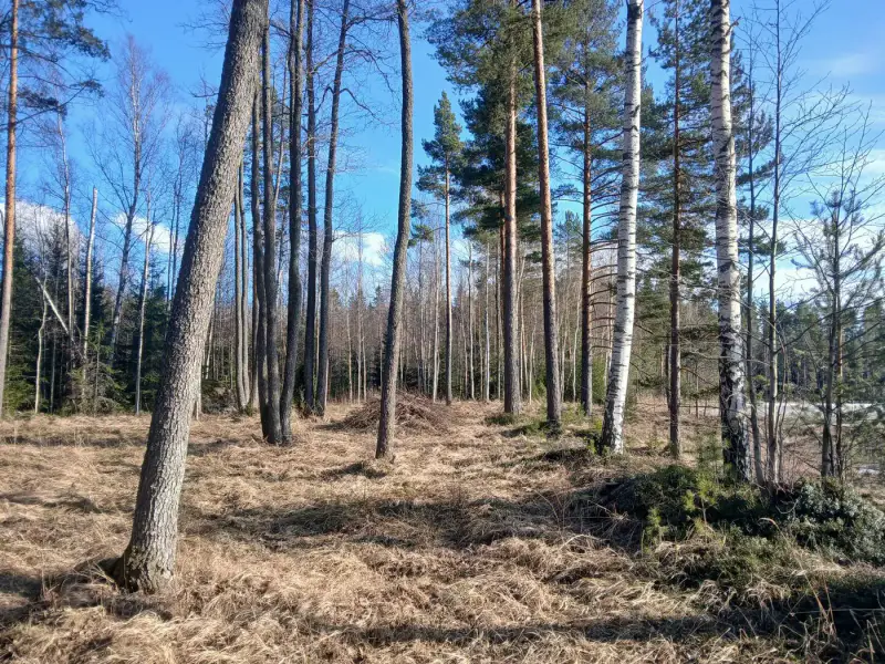 Terrain de loisir 18 620 m², ~130 m de rive sur le Suolajärvi, 150 m² constructibles (RA) — Selänpää / Kouvola — 17