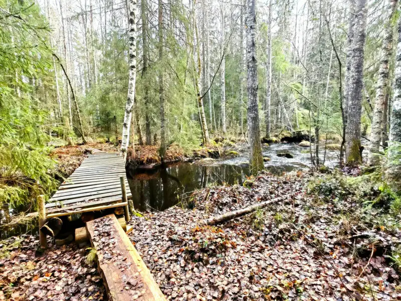 Propriété forestière de 9 ha avec 400 m de rive privée sur l’Ullavanjoki, île privée, chalet en rondins et sauna — Köyris, Kruunupyy — 7