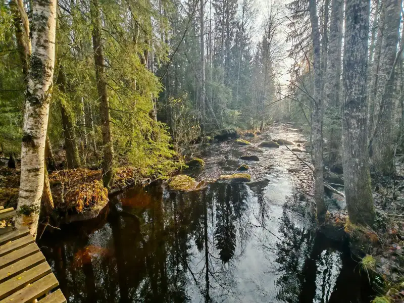Propriété forestière de 9 ha avec 400 m de rive privée sur l’Ullavanjoki, île privée, chalet en rondins et sauna — Köyris, Kruunupyy — 4