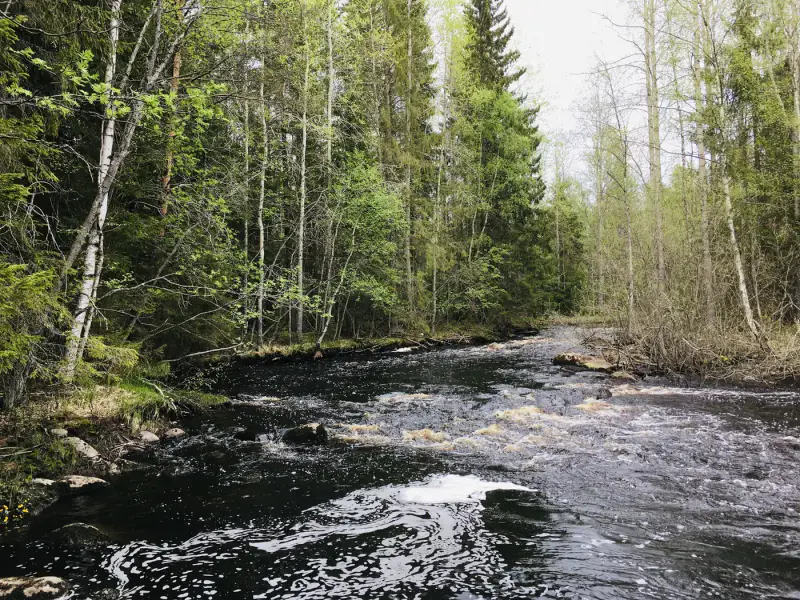 Propriété forestière de 9 ha avec 400 m de rive privée sur l’Ullavanjoki, île privée, chalet en rondins et sauna — Köyris, Kruunupyy — 6