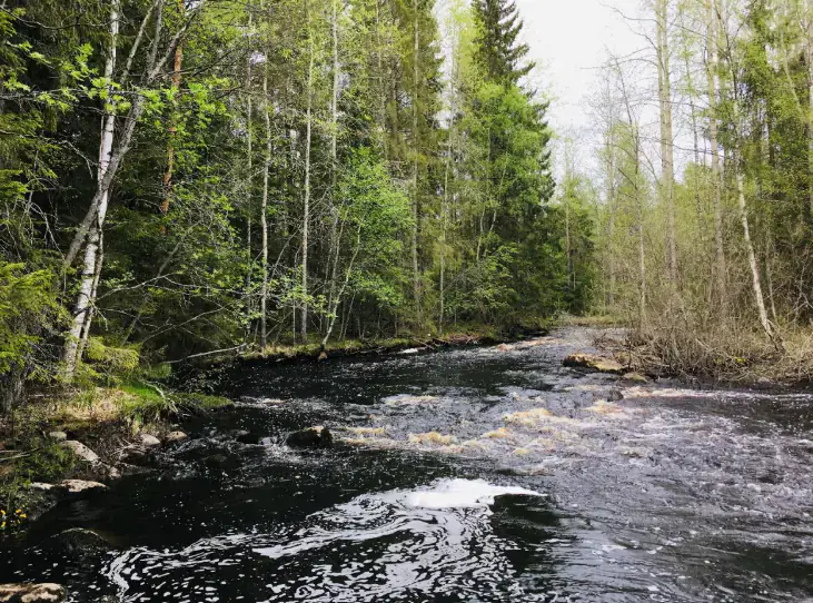 Propriété forestière de 9 ha avec 400 m de rive privée sur l’Ullavanjoki, île privée, chalet en rondins et sauna — Köyris, Kruunupyy — 3