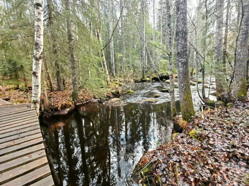 Propriété forestière de 9 ha avec 400 m de rive privée sur l’Ullavanjoki, île privée, chalet en rondins et sauna — Köyris, Kruunupyy — 8