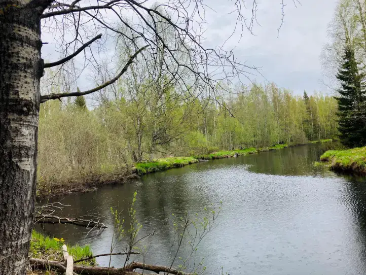 Propriété forestière de 9 ha avec 400 m de rive privée sur l’Ullavanjoki, île privée, chalet en rondins et sauna — Köyris, Kruunupyy — 5