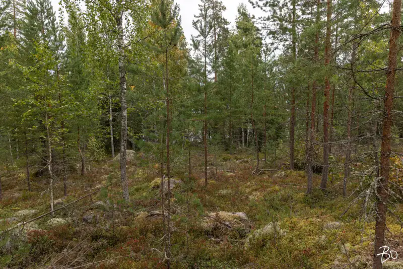 Terrain loisirs ~1,2 ha, ~170 m rive Päijänne (Judinsalonselkä) — Pyhänpää / Kuhmoinen — 9