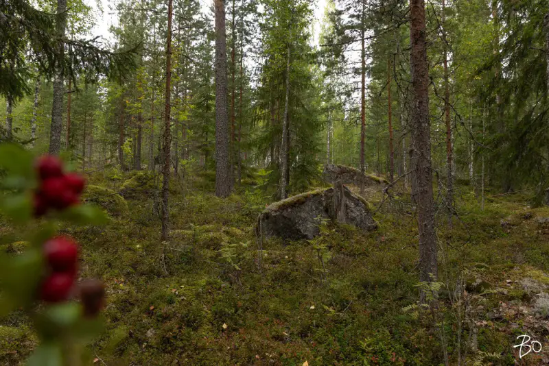 Terrain loisirs ~1,2 ha, ~170 m rive Päijänne (Judinsalonselkä) — Pyhänpää / Kuhmoinen — 12