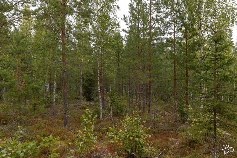 Terrain loisirs ~2 ha, ~160 m rive Päijänne (Judinsalonselkä) — Pyhänpää / Kuhmoinen — 10