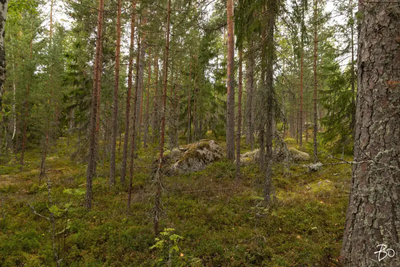 Terrain loisirs ~2 ha, ~160 m rive Päijänne (Judinsalonselkä) — Pyhänpää / Kuhmoinen — 9