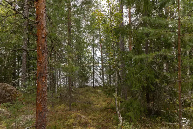 Terrain loisirs ~2 ha, ~160 m rive Päijänne (Judinsalonselkä) — Pyhänpää / Kuhmoinen — 12
