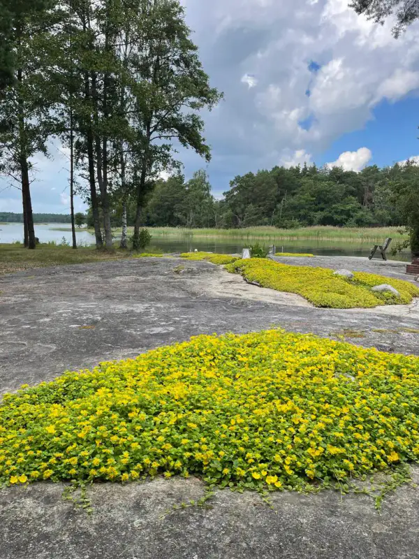 Chalet en rondins ~68 m² (1971) + sauna, 80 m de rive mer et eau privée 5 800 m² — Koelsuu / Kustavi — 5