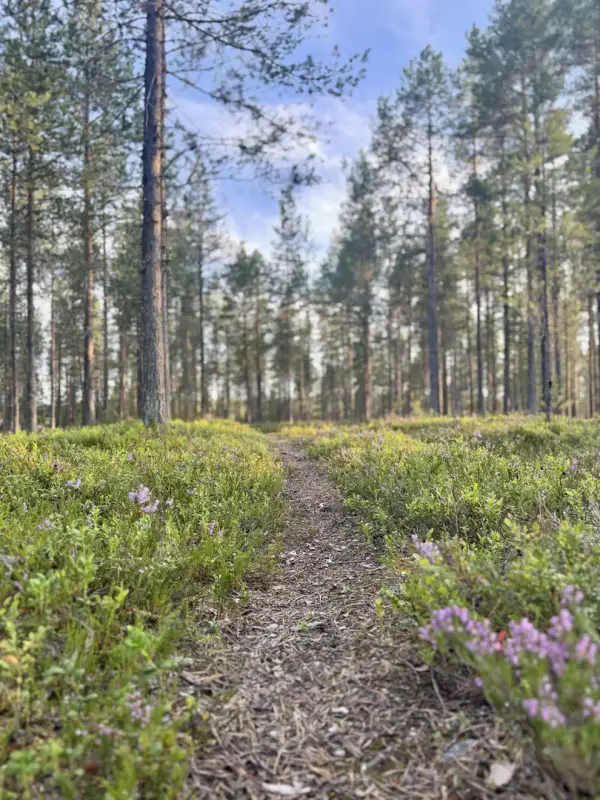 Terrain RM ~3,35 ha (~250 m rive), Ala-Juumajärvi — Juuma / Kuusamo — 15