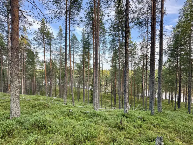 Terrain RM ~3,35 ha (~250 m rive), Ala-Juumajärvi — Juuma / Kuusamo — 9