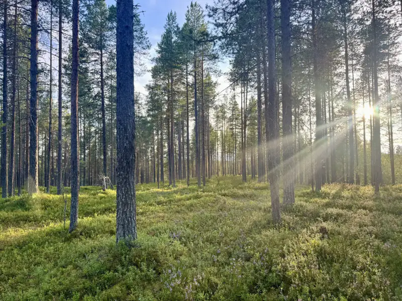 Terrain RM ~3,35 ha (~250 m rive), Ala-Juumajärvi — Juuma / Kuusamo — 16