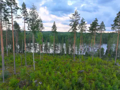Terrain rive Suurijärvi ~9 377 m² — Liperi — 1