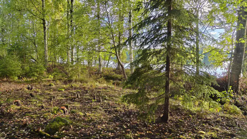 Terrain constructible ~1 ha, 296 k-m², ~85 m rive Peruvesi — Pertunmaa / Mäntyharju — 6