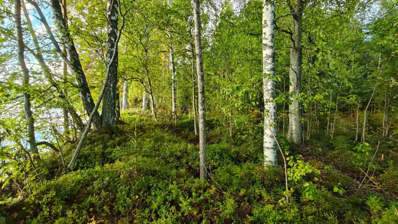 Terrain constructible ~1 ha, 296 k-m², ~85 m rive Peruvesi — Pertunmaa / Mäntyharju — 5