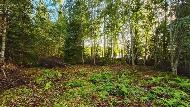 Terrain constructible ~1 ha, 296 k-m², ~85 m rive Peruvesi — Pertunmaa / Mäntyharju — 16