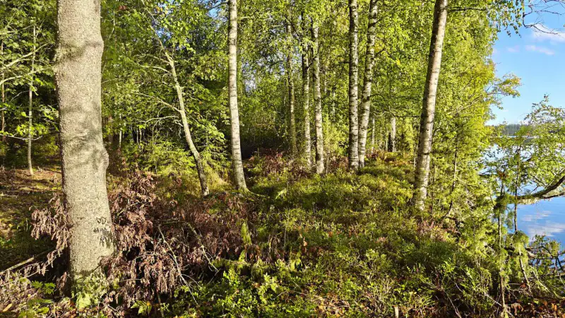 Terrain constructible ~1 ha, 296 k-m², ~85 m rive Peruvesi — Pertunmaa / Mäntyharju — 18