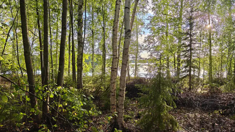Terrain constructible ~1 ha, 296 k-m², ~85 m rive Peruvesi — Pertunmaa / Mäntyharju — 15