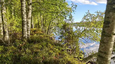 Terrain constructible ~1 ha, 296 k-m², ~85 m rive Peruvesi — Pertunmaa / Mäntyharju — 1