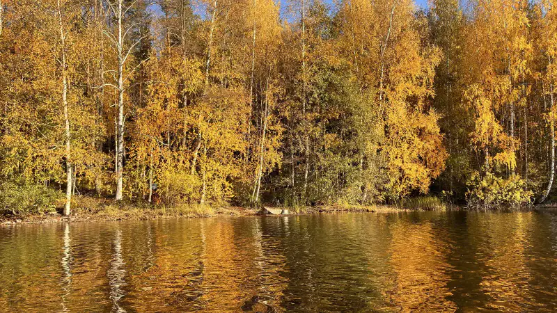 Sauna-chalet 1977, 25 m², rive privée, 2 020 m² — Paajalansaari, Anttola (Mikkeli) — 15