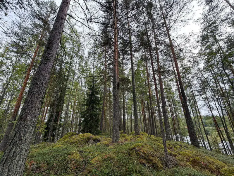 Presqu’île non bâtie 1,38 ha sur le Saimaa (Louhivesi), rive dans plusieurs directions, plan de rive 150 m² — Ristiina / Mikkeli — 8