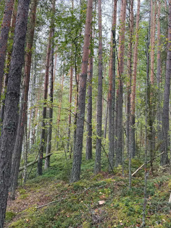 Presqu’île non bâtie 1,38 ha sur le Saimaa (Louhivesi), rive dans plusieurs directions, plan de rive 150 m² — Ristiina / Mikkeli — 6