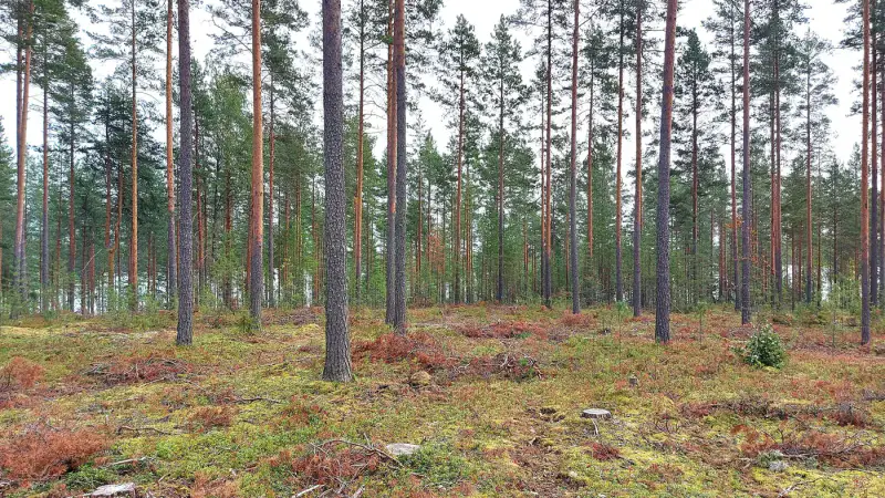 Terrain ~1 ha, ~60 m de rive Saimaa Yövesi, droit 160 k-m² (RA) — Haapiala / Mikkeli — 7