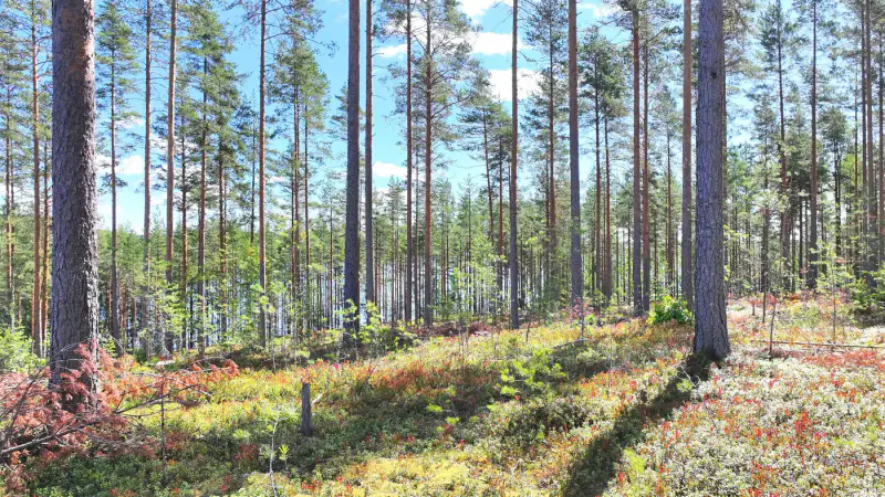 Terrain ~1 ha, ~60 m de rive Saimaa Yövesi, droit 160 k-m² (RA) — Haapiala / Mikkeli — 4