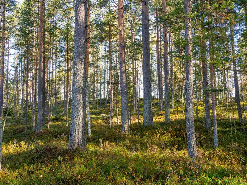 Deux terrains rive ~3 000 m² chacun (6 000 m²), Härkäjärvi — Suomenniemi / Mikkeli — 8