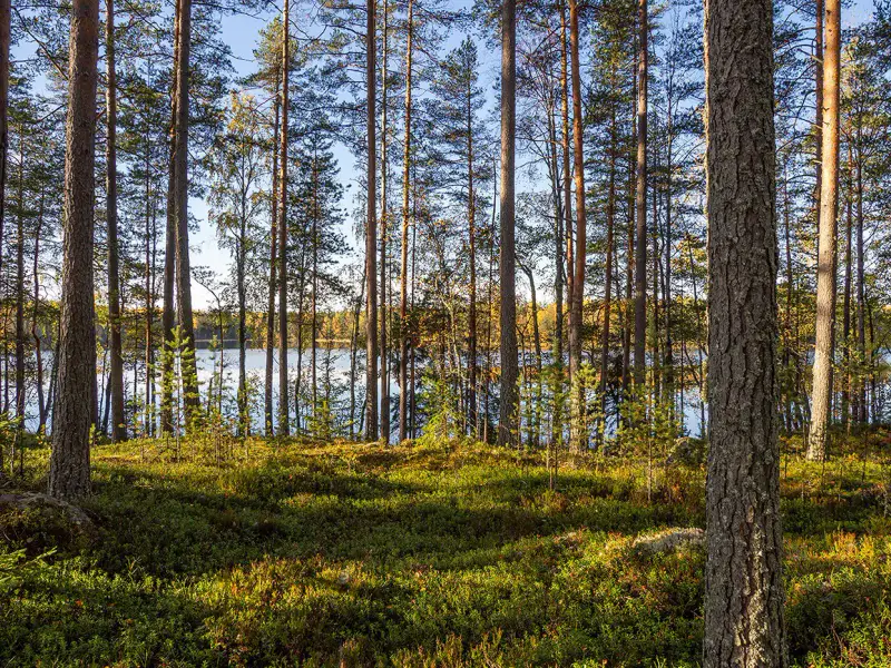 Deux terrains rive ~3 000 m² chacun (6 000 m²), Härkäjärvi — Suomenniemi / Mikkeli — 4