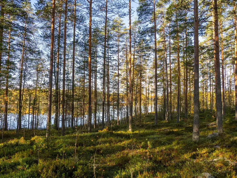Deux terrains rive ~3 000 m² chacun (6 000 m²), Härkäjärvi — Suomenniemi / Mikkeli — 9